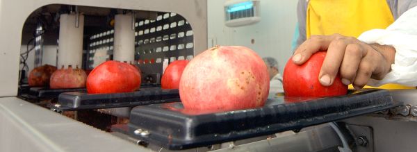 DSC_6038 pomegranate deseeder
