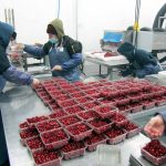The pomegranate arils are divided into packages
