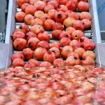The pomegranates, after washing, are on their way to the Arils Extraction