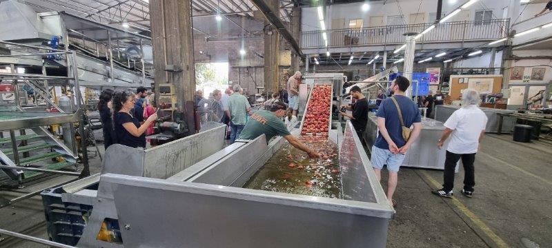 The pomegranate was uploaded on the conveyor